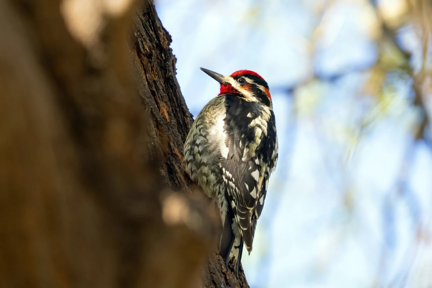 Spotlight on the Southwest's Migratory Woodpecker