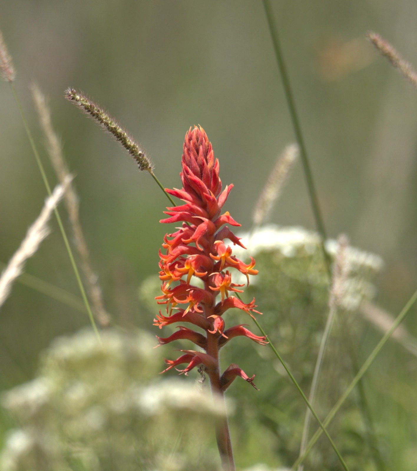 Scarlet Lady's Tresses