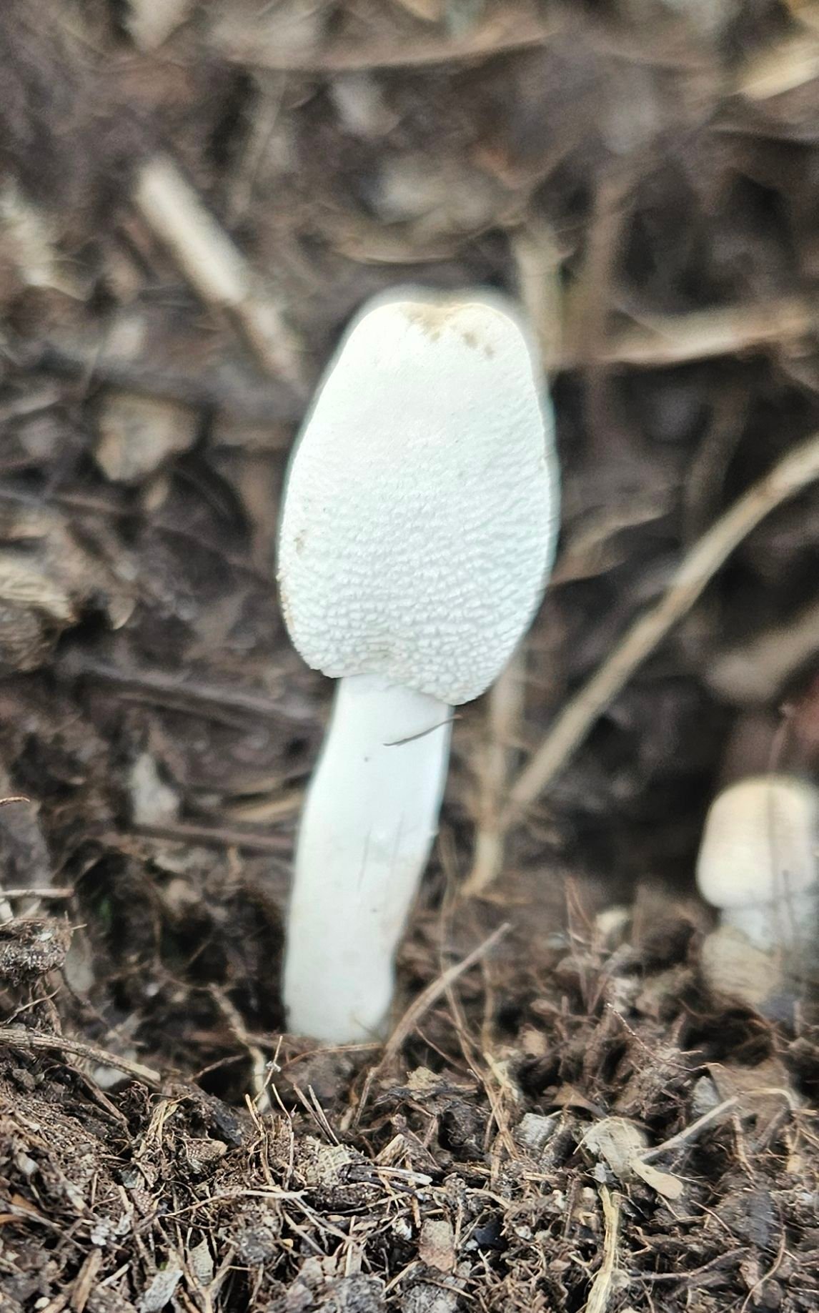 Common Ink Cap