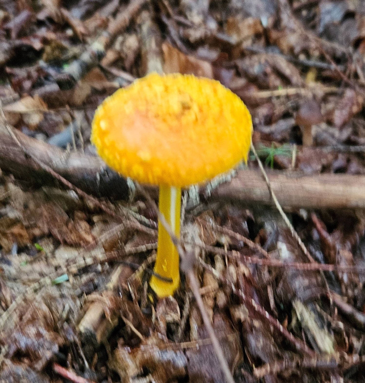 Fly Agaric