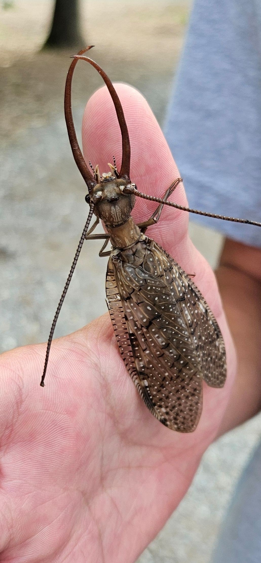 Eastern Dobsonfly