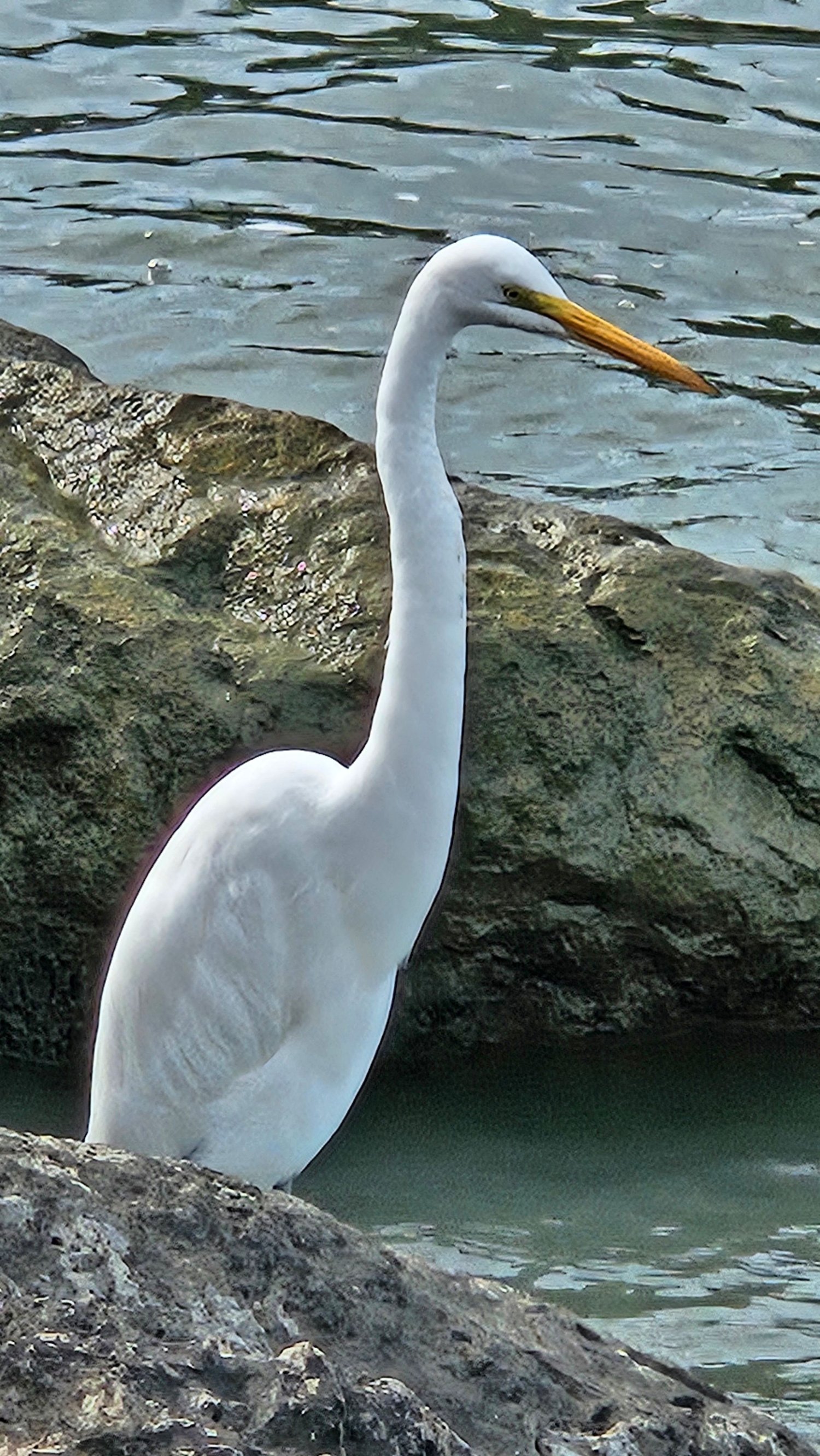 Great Egret