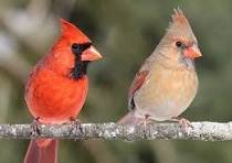 Northern Cardinal