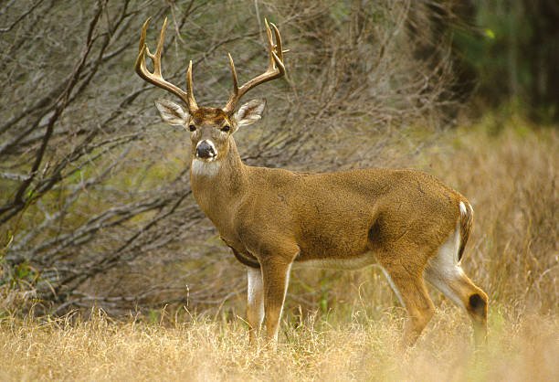 White-tailed Deer