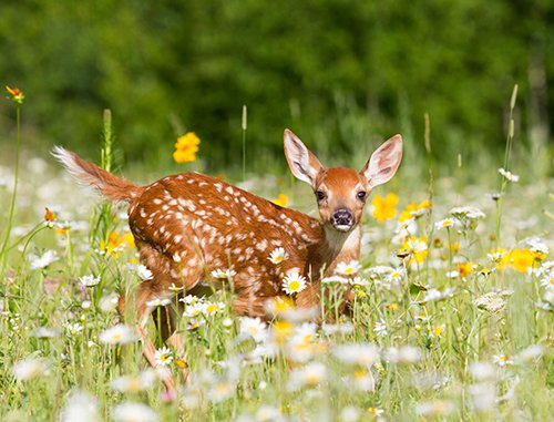 White-tailed Deer