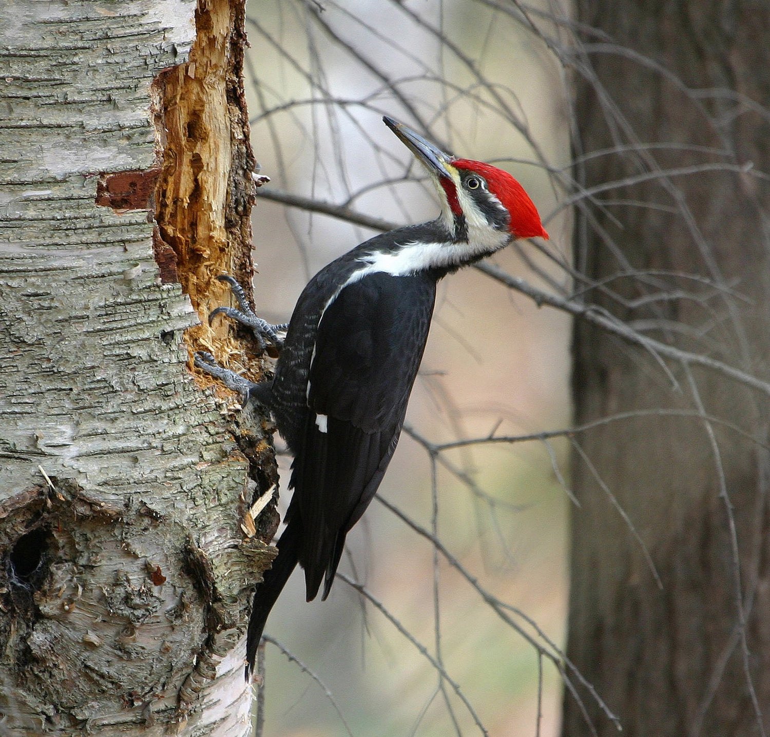 Pileated Woodpecker