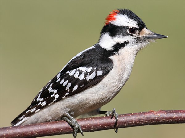 Downy Woodpecker