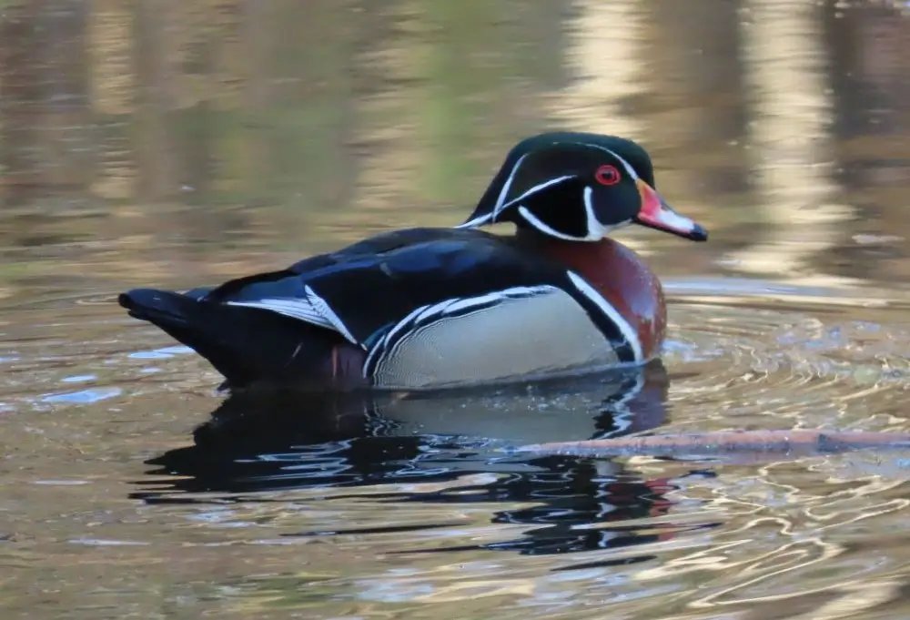 Wood Duck