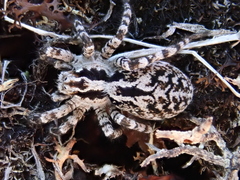 Alopecosa exasperans