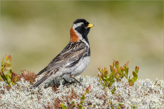 Lapland Longspur