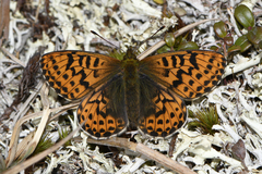 Polaris Fritillary