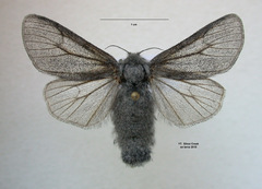 Arctic Woolly Bear Moth