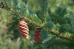 white spruce