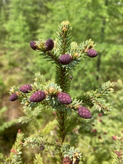 black spruce