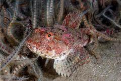 Shorthorn Sculpin