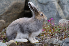 Arctic Hare