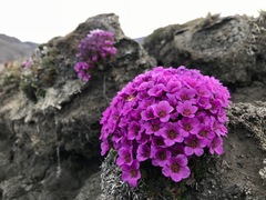 Purple Saxifrage