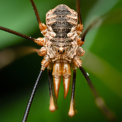 European Harvestman