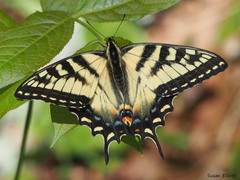 Canadian Tiger Swallowtail