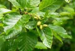 green alder