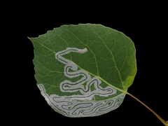 Aspen Serpentine Leafminer Moth