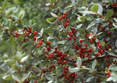 Canadian buffalo-berry