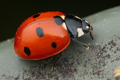 Seven-spotted Lady Beetle