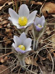 prairie pasqueflower
