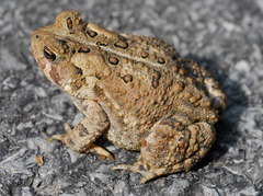 American Toad