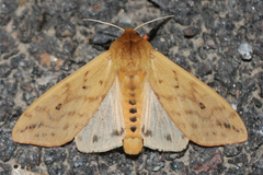 Isabella Tiger Moth
