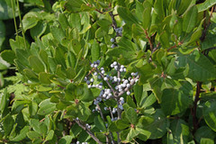 northern bayberry