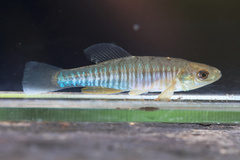 Banded Killifish