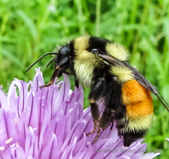 Tricolored Bumble Bee