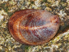 Common Atlantic Slippersnail
