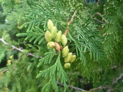 northern whitecedar