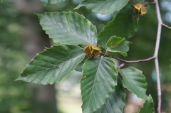 American beech
