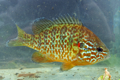 Pumpkinseed