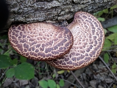 Dryad's Saddle