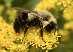 Common Eastern Bumble Bee