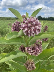 common milkweed