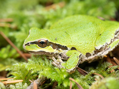 Pacific chorus frog