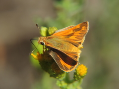 Woodland Skipper