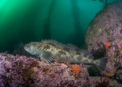 Lingcod