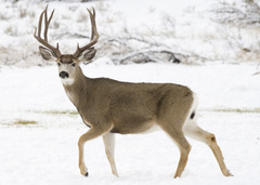 Mule Deer