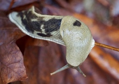 Pacific Banana Slug