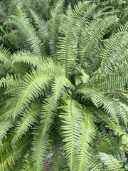 western sword fern