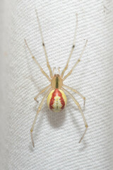 Common candy-striped spider