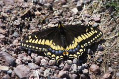 Short-tailed Swallowtail