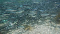Atlantic Capelin