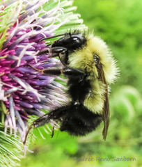 Half-black Bumble Bee